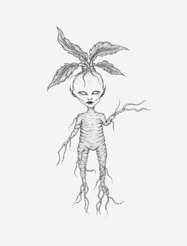 Mandrake